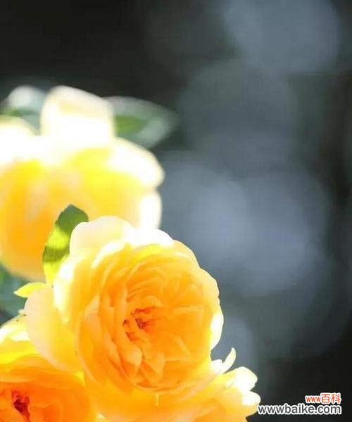 以白兰花的花语诠释挚友情谊 挚友如花,不变的陪伴