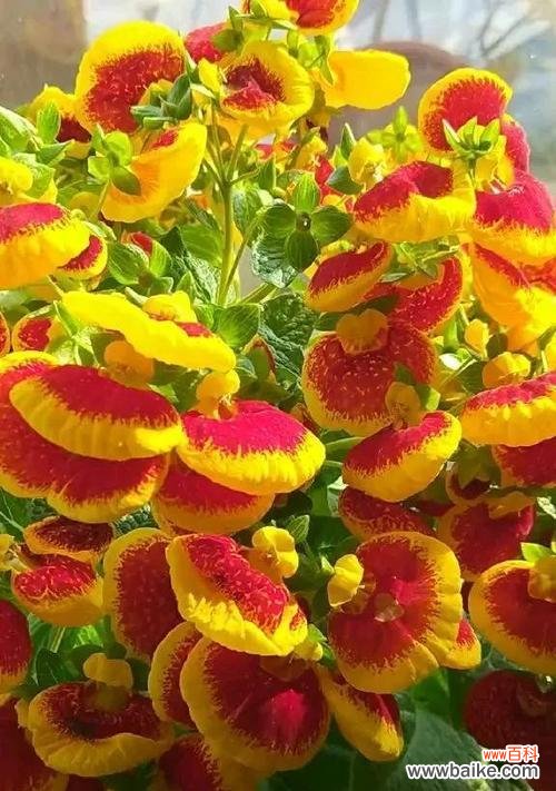 揭示爱情的真谛 至死不渝的爱