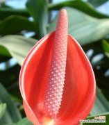 传递自爱自尊的力量 用康乃馨的花语谈自爱自尊