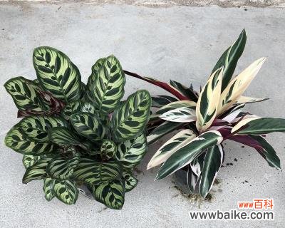 探寻荷花竹芋的神秘语言 荷花竹芋的花语