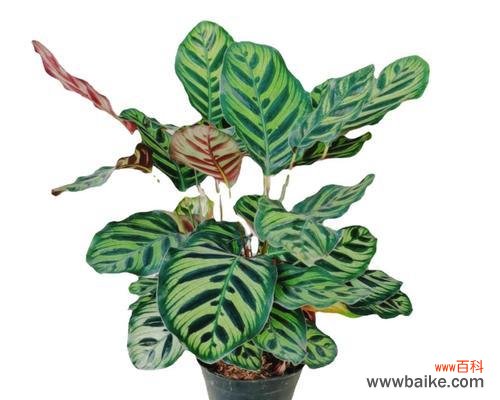 探寻荷花竹芋的神秘语言 荷花竹芋的花语