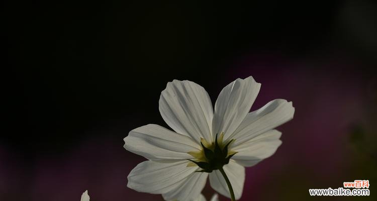探索黑色波斯菊的深层寓意 黑色波斯菊花语