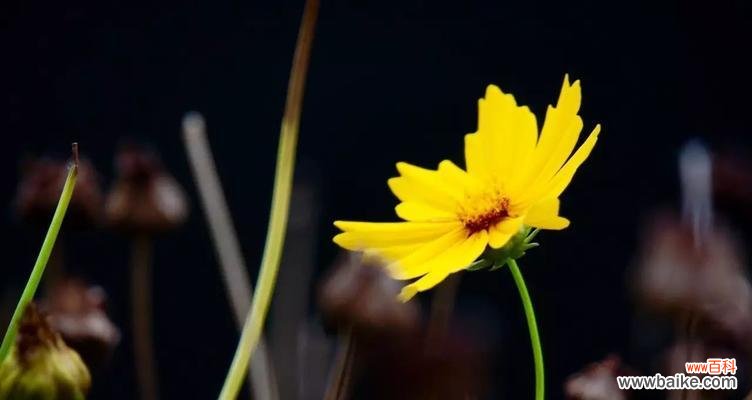 探索黑色波斯菊的深层寓意 黑色波斯菊花语