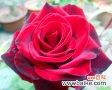 揭秘黑魔术玫瑰的象征意义 黑魔术玫瑰的花语与神秘力量