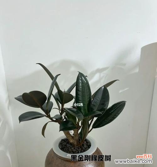 精神的象征与启示 黑金刚橡皮树