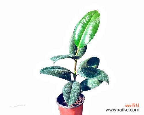 精神的象征与启示 黑金刚橡皮树