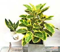 精神的象征与启示 黑金刚橡皮树