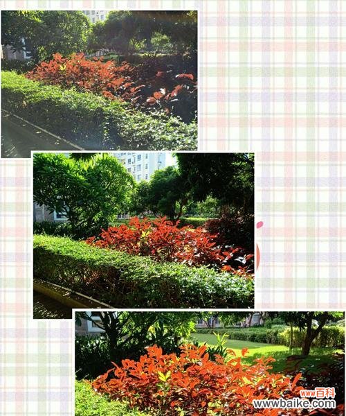 探秘红背桂花的内涵与文化传承 红背桂花的寓意与象征意义