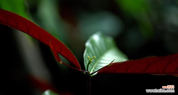 探秘红背桂花的内涵与文化传承 红背桂花的寓意与象征意义