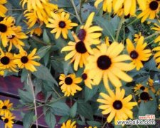 以花语传达的真情与祝福 黑心金光菊花语的美丽与寓意