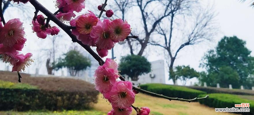 探寻红梅花的美丽与坚韧 红梅花的花语与象征意义