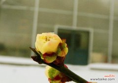 探寻红梅花的美丽与坚韧 红梅花的花语与象征意义