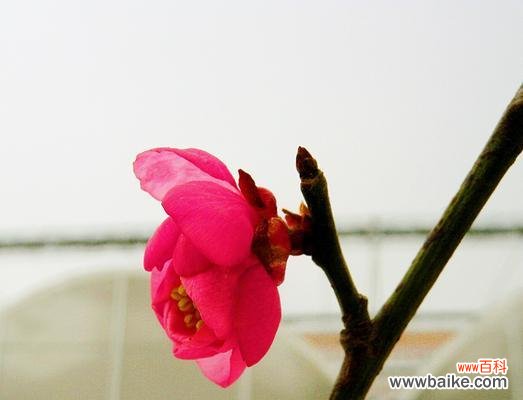 探寻红梅花的美丽与坚韧 红梅花的花语与象征意义