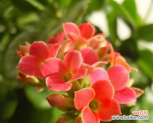 探寻红色长寿花背后的深刻含义 红色长寿花的花语和寓意