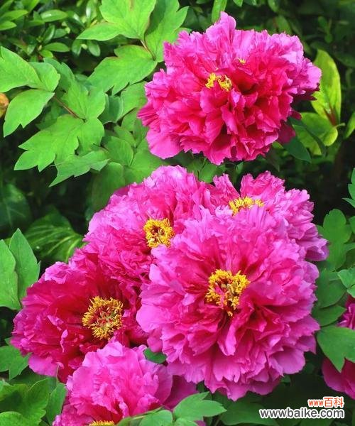 绽放自我 红牡丹花的花语——热情与自信