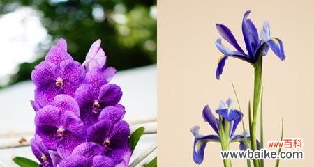 菊花花语与主角的深入探索 以菊花为主题的文章