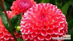 菊花花语与主角的深入探索 以菊花为主题的文章