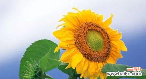 以向日葵的花语诠释自信阳光的力量 自信阳光,傲然怒放