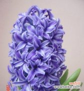 以向日葵的花语诠释自信阳光的力量 自信阳光，傲然怒放