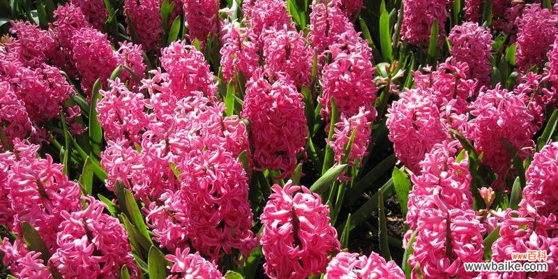 阳光自信 自信之花——向日葵的花语