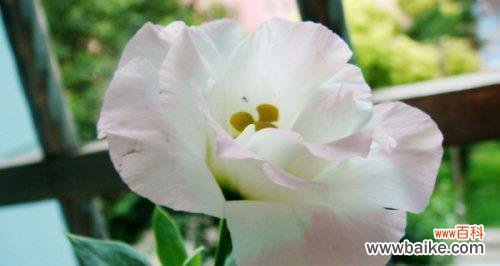 阳光自信 自信之花——向日葵的花语