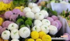 聆听自然的声音 以风铃草的花语为主题的文章