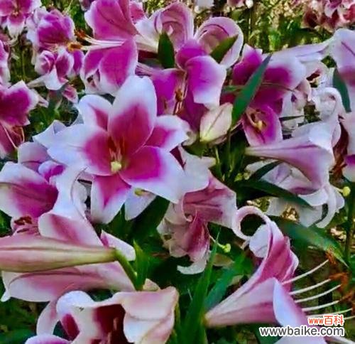 聆听自然的声音 以风铃草的花语为主题的文章