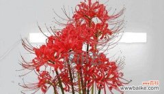 以什么花的花语是罪孽 花开罪孽