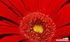 热情 红色菊花赤炎的花语及其寓意