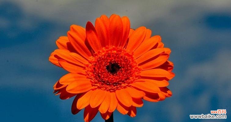 探寻红色非洲菊的花语之美 红色非洲菊的花语——爱与热情的象征