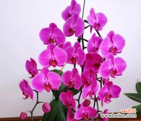 探寻蝴蝶兰花开的意义与奥秘 蝴蝶兰花的绽放之美