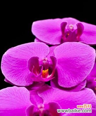 探寻蝴蝶兰花开的意义与奥秘 蝴蝶兰花的绽放之美