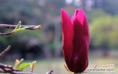红玉兰花的美丽与坚韧 红玉兰花的寓意与象征