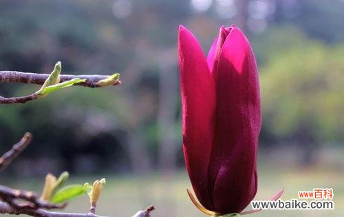 红玉兰花的美丽与坚韧 红玉兰花的寓意与象征