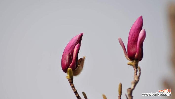 红玉兰花的美丽与坚韧 红玉兰花的寓意与象征