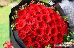 红羽玫瑰的花语及象征意义详解 红羽玫瑰花语