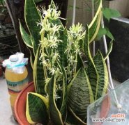 虎皮兰的花语及其象征意义 虎皮兰之花语与寓意