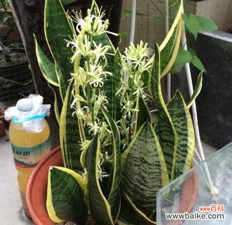 虎皮兰的花语及其象征意义 虎皮兰之花语与寓意