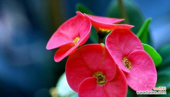 探寻虎刺梅花的深层寓意和文化内涵 虎刺梅花的意义与传说