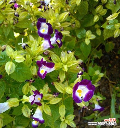 解读紫罗兰——寓意与象征 紫罗兰的意义与魅力