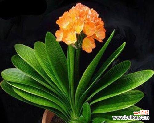 探寻君子兰的文化内涵及象征意义 君子兰