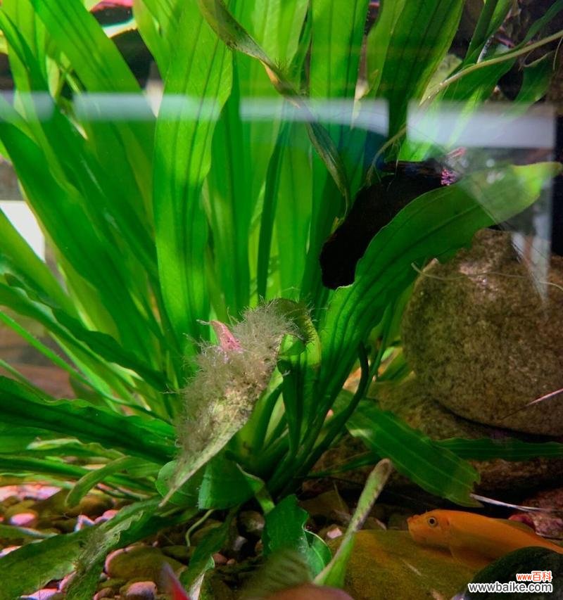 探寻水草开花的神秘之旅 水草开花的美丽寓意