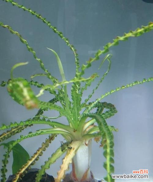 探寻水草开花的神秘之旅 水草开花的美丽寓意