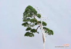 生命力的奇迹 松柏的象征意义——坚韧与希望