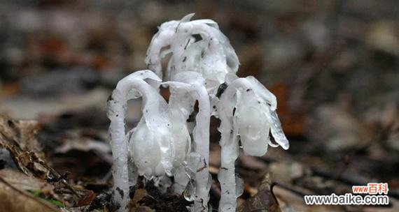 美丽花朵背后的象征与意义 水晶草之花语——探索不同颜色花朵的含义