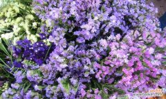 美丽花朵背后的象征与意义 水晶草之花语——探索不同颜色花朵的含义