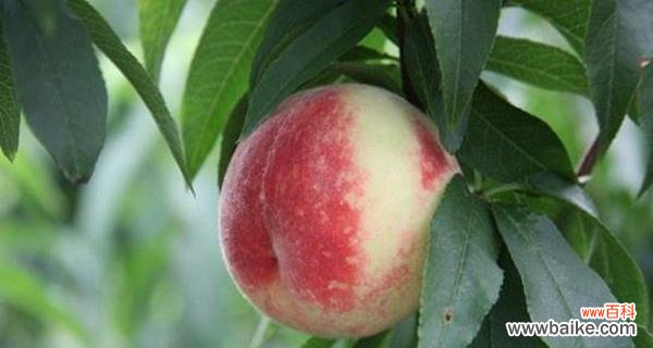 探寻水蜜桃的丰富内涵与历史积淀 水蜜桃的象征意义及文化传承