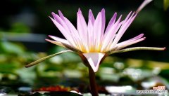 一场关于生命与希望的花海漫游 睡莲