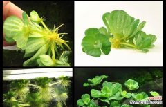 揭示自然界的神奇奥秘 水草开花的意义与象征