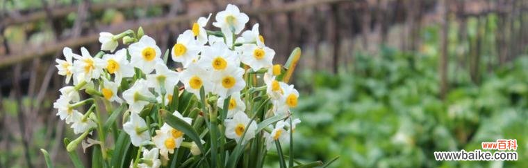 探寻水仙花语与代表意义 水仙花的美丽与象征意义